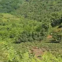 فروش ویژه دوقطعه زمین اطاقور|فروش دفتر صنعتی، کشاورزی، تجاری|اطاقور, |دیوار