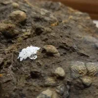 فسیل صدف|کلکسیون اشیاء عتیقه|وحیدیه, |دیوار