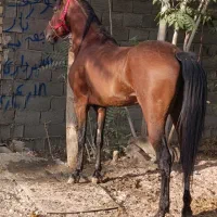 اسب نریان ۴ ساله شجره دار|اسب و تجهیزات اسب‌سواری|خمینی‌شهر, |دیوار
