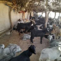 حیوان|حیوانات مزرعه|دوگنبدان, |دیوار