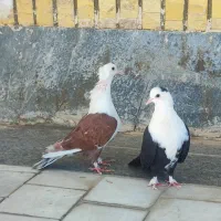 جوجه فروشی|پرنده|طبس, |دیوار