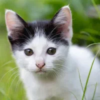 استخدام منشی آقا یا خانم در کلینیک دامپزشکی