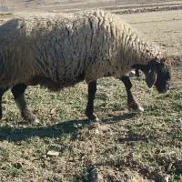 شیشک شکم اول