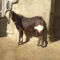 حیوانات|حیوانات مزرعه|تویسرکان, |دیوار