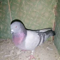 عتیقه پرشی نر|پرنده|نقده, |دیوار