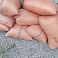 کاه عدس امسال  ۷ تن در باردون