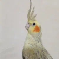 عروس هلندی رام به شرط سلامت