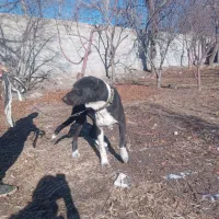 سگ اصل سراب|سگ|باسمنج, |دیوار