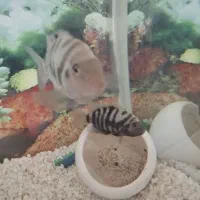 ماهی سیچلاید گوره خری