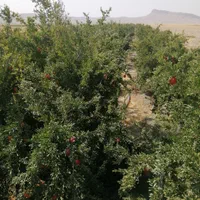 باغ ثمری تقریبا2هکتار 10ساعت آب شیرین اقساط