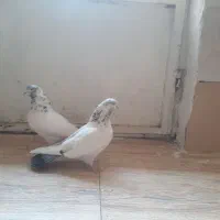 یه جفت کفتر کله دم سبز عطیقه