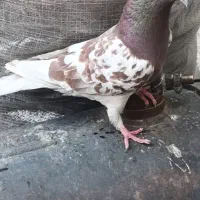 کبوتر کله سرخ