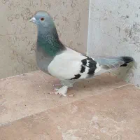ماده ترکیه