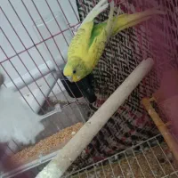 مرغ عشق ماده