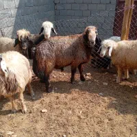 فروش قوچ