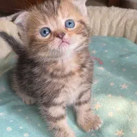 بریتیش و اسکاتیش های رویایی|گربه|رشت, آزادگان|دیوار