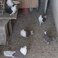 تعدادی دمگیر کار درست