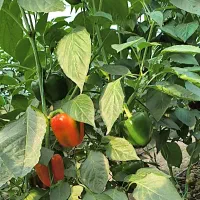 نیرو خانم جهت کار در گلخانه