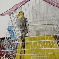 عروس هلندی|پرنده|کلاله, |دیوار