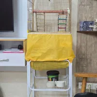 عروس هلندی سوت زن|پرنده|تهران, صاحب الزمان|دیوار