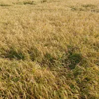 برنج دم سیاه درگز