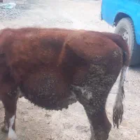 گوساله شاورله ماده