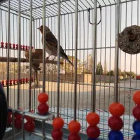 سره قناری دهن خرم آباد ردی|پرنده|پاکدشت, پاکدشت (مامازند)|دیوار