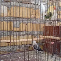 فروش کوتوله|پرنده|زرین دشت (فارس), |دیوار