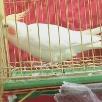 عروس هلندی ماده