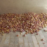پیاز ریز