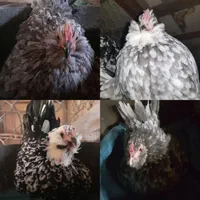 تخم نطفه دار مرغ و خروس گلین لری|حیوانات مزرعه|شریفآباد, |دیوار