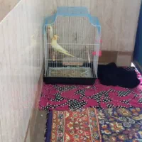 دوچفت عروس  هلندی|پرنده|آبادان, |دیوار