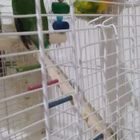 طوطی با۵تاتخم|پرنده|مرند, |دیوار