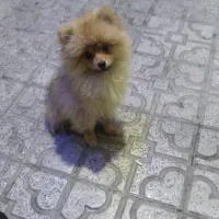 سگ پامر.عروسکی