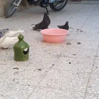 کفتر نرو ماده نوک فنج دونسته و جفت سیاه|پرنده|خمینیشهر, |دیوار