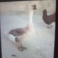 غاز