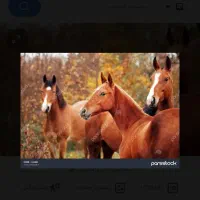 فروش سه راس اسب