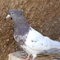 ۲ عدد کبوتر کفتر کله ای ماده|پرنده|اقلید, |دیوار