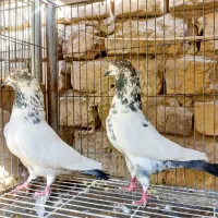 کبوترپرشی ساعت سنگین  (آسمانخراش)