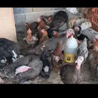 فروش مرغ محلی وخروس مرغ کارخونه ای بوقلمون محلی|حیوانات مزرعه|بوشهر, |دیوار