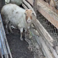 گوسفند ماده چاق قصابی حدودا ۳۵ کیلویی