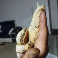 حلزون آچاتینا سوپر مولد|خزنده|بوشهر, |دیوار