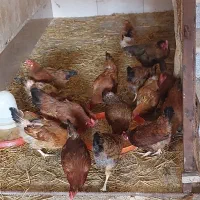 مرغ محلی تخم گزار واکسن خورده
