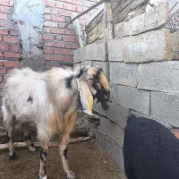 کره نر|حیوانات مزرعه|ماهان, |دیوار