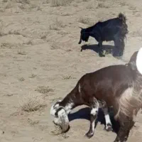 سه عددبزبه فروش میرسه