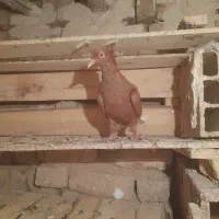 کبوتر یا کفتر