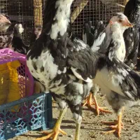 نیمچه گلین فول چهل تاج ریش کاکل