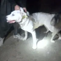 دزدیدن سگ|حیوانات|همدان, |دیوار