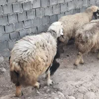 میش