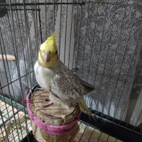 فروش عروس هلندی نرو ماده|پرنده|ری, ظهیرآباد|دیوار